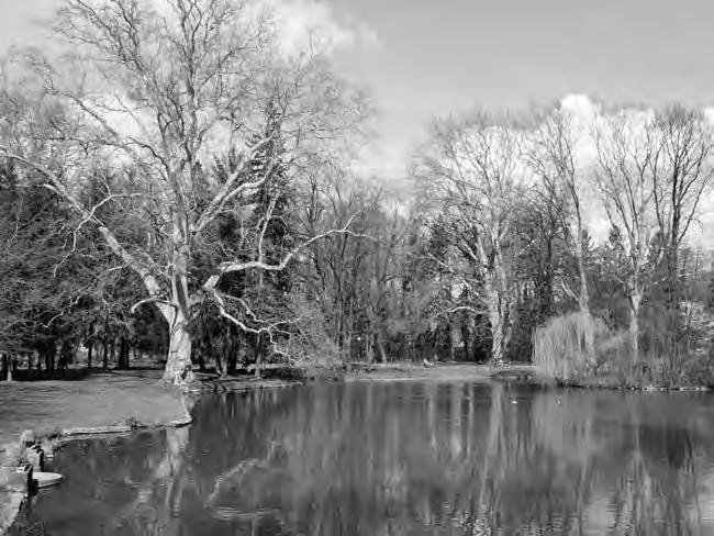 Pamiatkový výskum kaštieľskeho parku v Stupave ZUZANA ZVAROVÁ TAMARA REHÁČKOVÁ PETER BUDAY Park na katastrálnej mape z roku 1896. Zdroj: Ústredný archív geodézie a kartografie, sign. Br. 247.