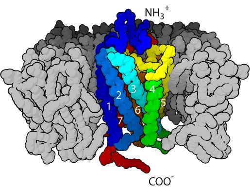A szerotonin hatásmechanizmusa: felvétel: szerotonin receptorok (5-HTR; 5hidroxitriptamin