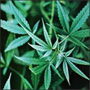 kender (Cannabis), vadkender (Cannabis sativa) hatás profil: mind a központi idegrendszerre (szedatívum),
