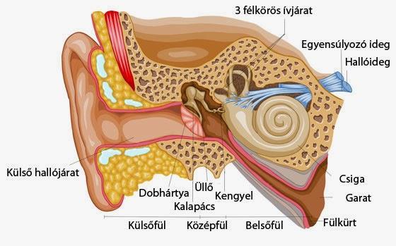 A hallás és az egyensúlyozás szerve: a fül Fölépítése: külső fül középfül belső fül fülkagyló hallócsontok: csiga külső hallójárat kalapács félkörös ívjárat dobhártya üllő kengyel A hang terjedése: