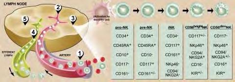 Activated by DC pro-nk pre-nk i-nk CD56bright-NK CD56dim-NK CD117: őssejt növekedési faktor-r (SCFR) CD161: NKR-P1 (C-tip lektin) 1. NK TNF-alfa, GMCSF----DC 2.