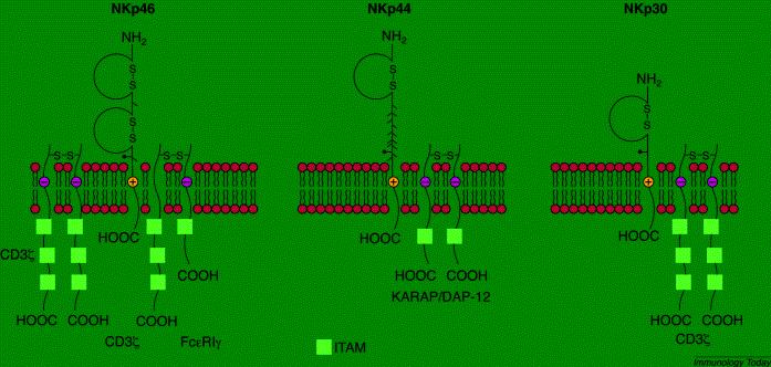 Mindennapos gyakorlatban: NK sejt = CD56+CD16+ CD3- Valamennyi emlősre funkcionálisan jellemző: NKp46+, CD3-, IL15 dependens, IL12-re válaszoló limfocita, -- amely az érés során az IFN-g, korai