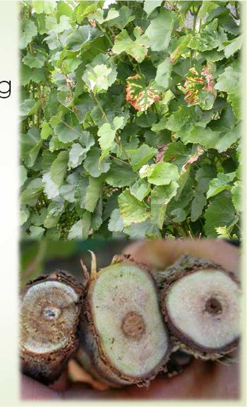 15 3 Fiatal esca szőlő levélcsíkoltság 2-4 éves szőlőkben tipikus esca