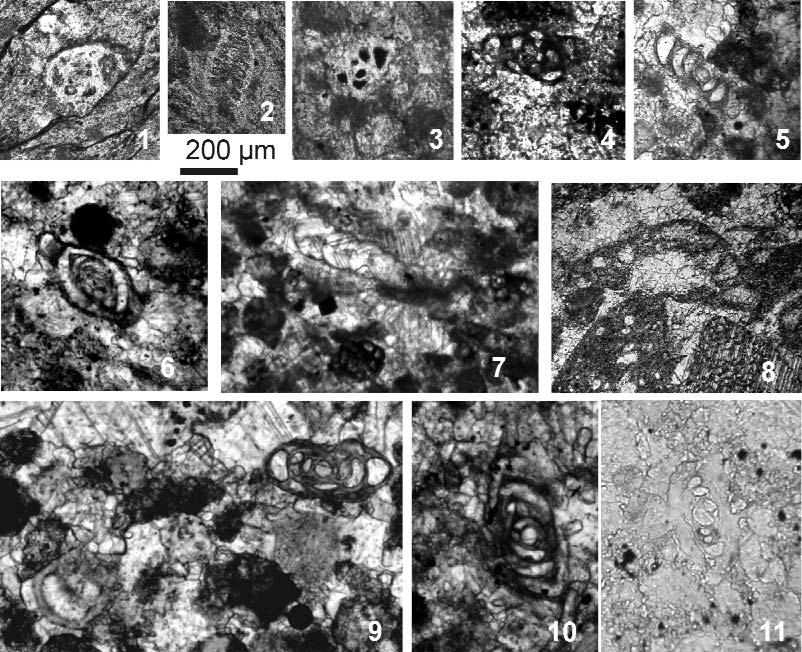 172 HAAS János et al.: A Neotethys-óceán akkréciós komplexumának maradványai Észak-Magyarországon 4. ábra. A Bzs 11 fúrás foraminiferái Figure 4. Foraminifera from the Core Bzs 11 1.