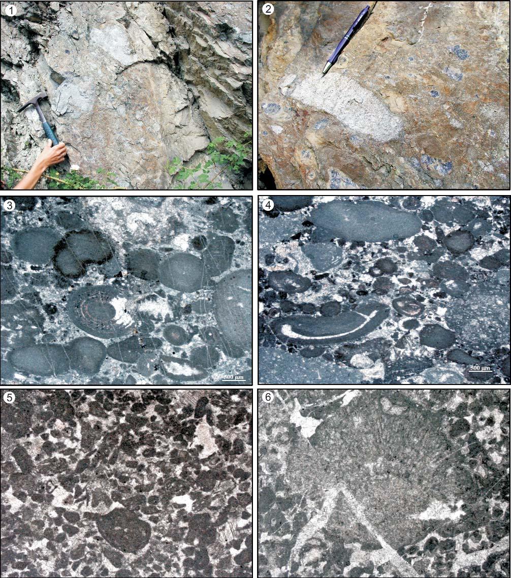 178 HAAS János et al.: A Neotethys-óceán akkréciós komplexumának maradványai Észak-Magyarországon 11. ábra. A Laskó-völgyi olisztosztróma és az oooidos mészkő litoklaszt szövettípusai Figure 11.