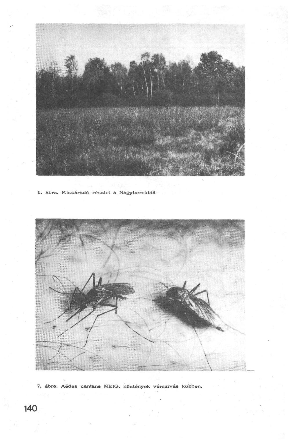 6. ábra. Kiszáradó részlet a Nagyberekből 7. ábra. Aedes cantans MEIG.