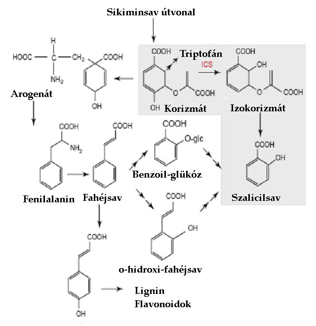 2. ábra A szalicilsav bioszintézise. ICS izokorizmát szintáz. (Métraux, 2002 alapján).