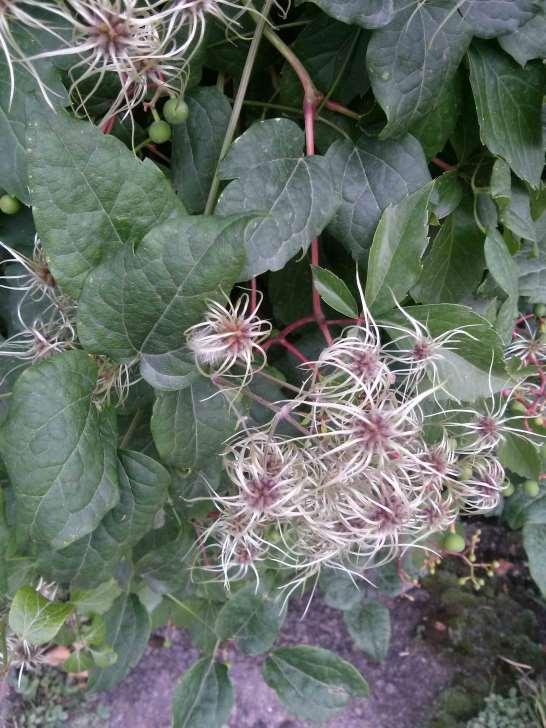 Az Erdei iszalag (Clematis vitalba) irtásáról se