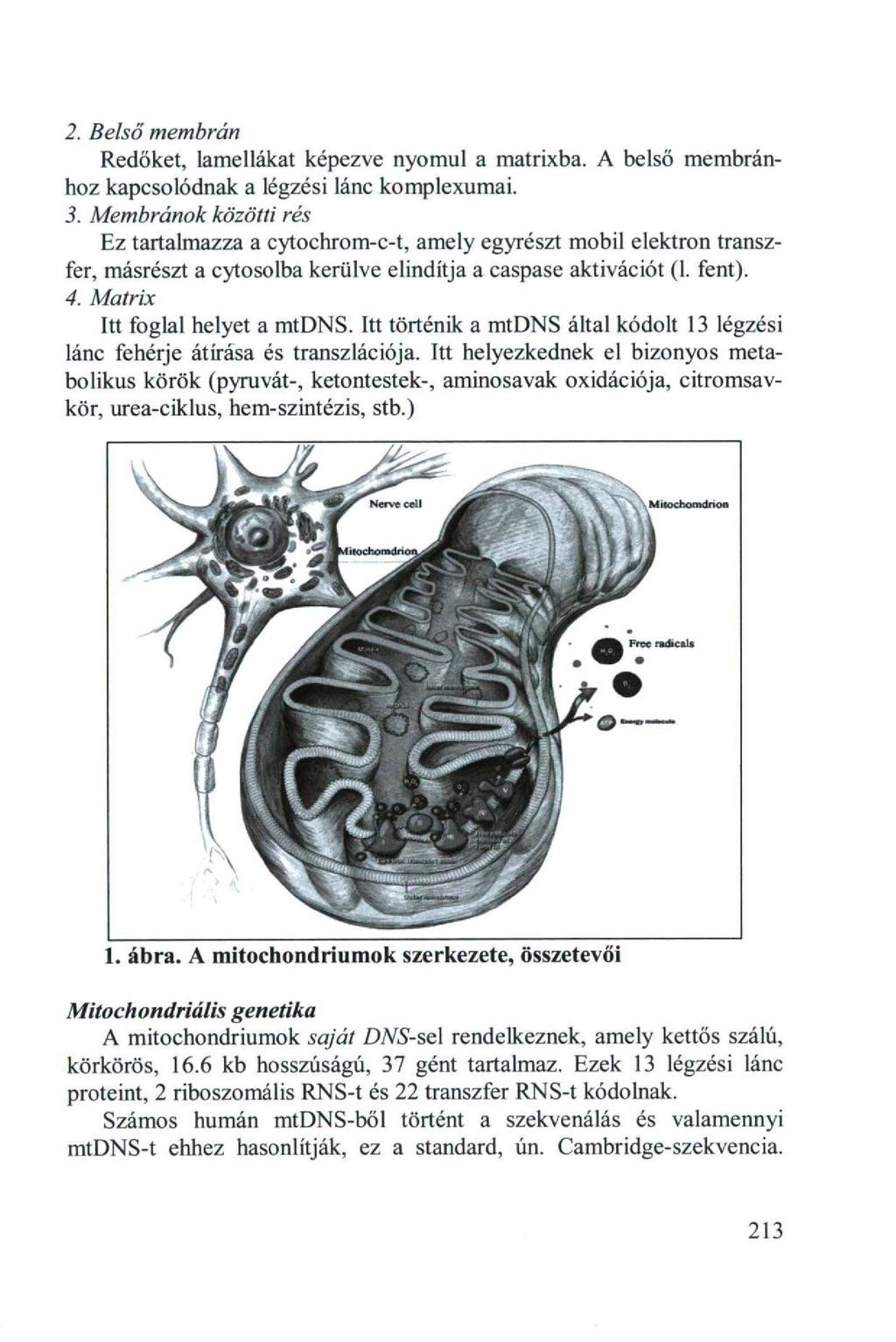 2. Belső membrán Redőket, lamellákat képezve nyomul a matrixba. A belső membránhoz kapcsolódnak a légzési lánc komplexumai. 3.