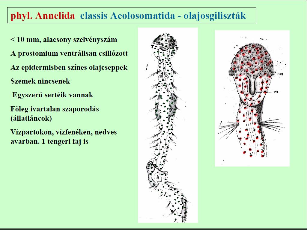 Család: Aeolosomatidae - olajosgiliszták (egy rövid ideig önálló osztályba