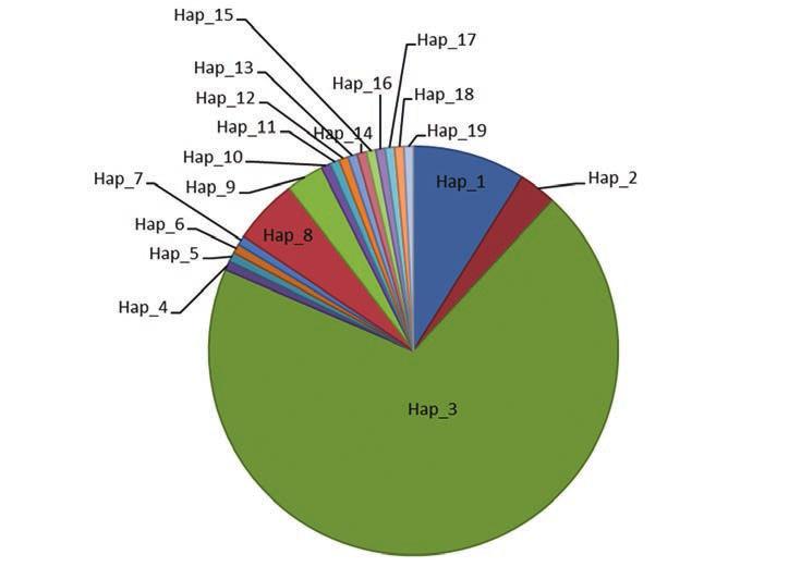 Vol. 4/1. (2018) pp. 3-9. 2. ábra. A Velencei-tavi kosfejű ponty anyajelölt állományában azonosított mitokondriális haplotípusok gyakorisága az állományban. 3. ábra. A Velencei-tavi kosfejű ponty anyajelölt állományából a vizsgált egyedek leszármazási kapcsolatai Median-Joining Network módszerrel.