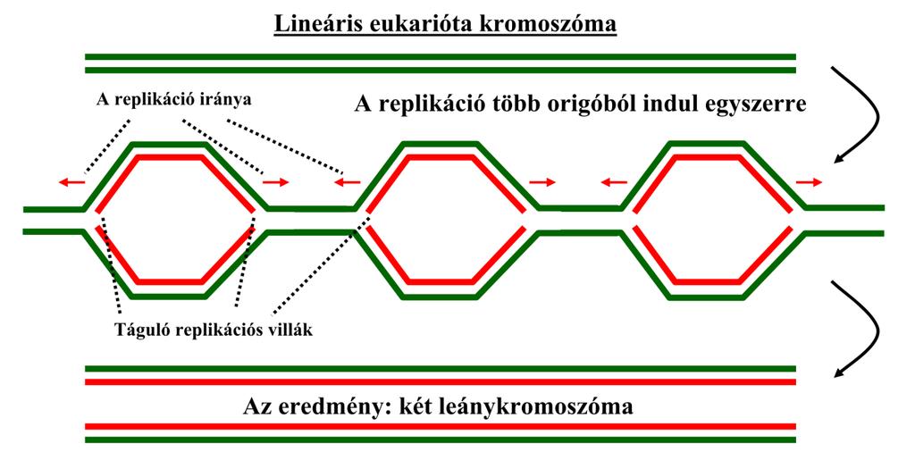 Eukarióta DNS