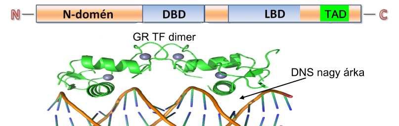 Transzkripciós faktorok A transzkripciós faktorok olyan DNS-kötő fehérjék,