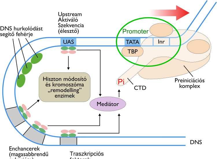 Transzkripció szabályozása Promóter: közvetlenül a szabályozott gén előtt (5 ) irányban elhelyezkedő DNSszakaszok.