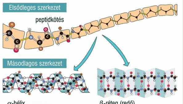 Fehérjék/polipeptidek szerkezete Fehérjék aminosavakból épülnek fel, amelyek között peptid kötések vannak (polipeptidek). Elsődleges szerkezet: aminosav sorrend.