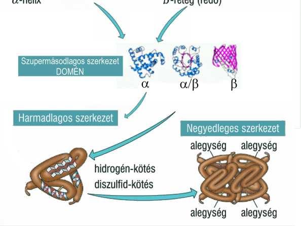 Harmadlagos szerkezet: az egész fehérje térbeli szerkezete. Negyedleges szerkezet: több alegységes fehérjék komplexek szerkezete.