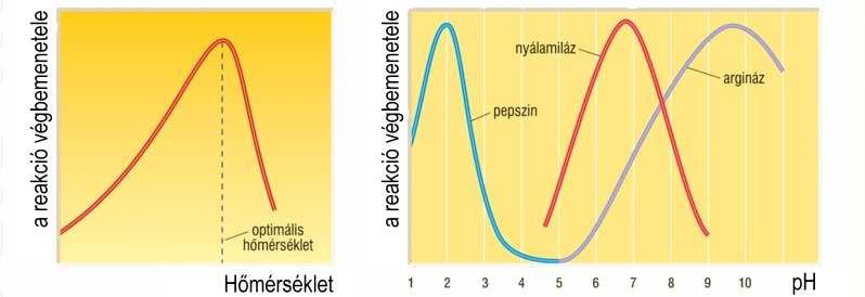 ahol a katalizált reakció lezajlik és legtöbbször szabályozó hellyel.