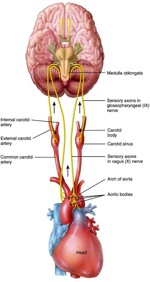 A légzőközpontra ható receptorok kemoreceptorok perifériás kemoreceptorok (glomusok) carotis mellett és aortarégióban (~testek) afferens rostok: gl. caroticum n. IX (fontosabb), gl. aorticum n.