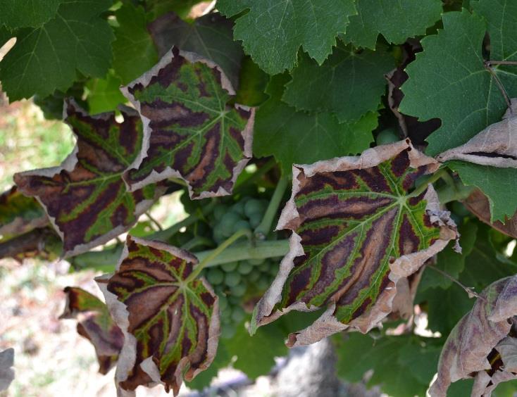 A Trichoderma nemzetséget számos faj és azon fajok törzsei