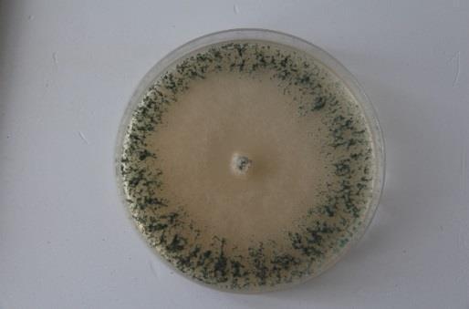 Trichoderma atroviride A Trichoderma atroviride SC1 törzsét elhalt