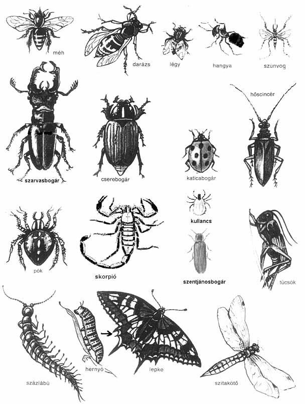 Természetismeret 10 helyi rovar és hüllő: Ismered nevüket, és tudod, hogy melyik veszélyes/védett. (Mo.