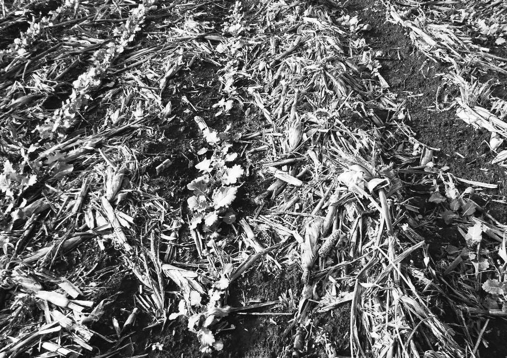 7. fotó: A kukoricaszár szecskázása bármely mód alkalmazásakor ajánlott A szárszecskázás minősége (a csonk hossza, megtörtsége) sávművelésben termesztett kukorica aratásakor is meghatározó lesz a