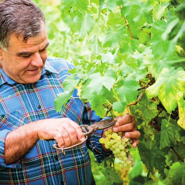 A SZOLOK ÁRÁNAK ALAKULÁSA A szőlő művelési ágba tartozó földek országos átlagára a rendelkezésünkre álló adatok alapján, 2017 első félévében 1 779 ezer forint/hektár volt.