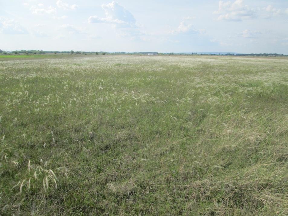 3. kép: Májusban a gyepben tömeges a védett homoki árvalányhaj Homoki sztyepprétek (ÁNÉR 2011-kategória: H5b) 4.