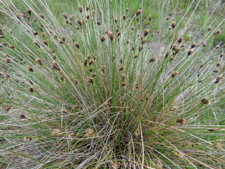 A növényzet fő tömegét fűfajok alkotják: csomós ebír (Dactylis glomerata), homoki árvalányhaj (Stipa borysthenica), keskenylevelű perje (Poa angustifolia), közönséges tarackbúza (Elymus repens),