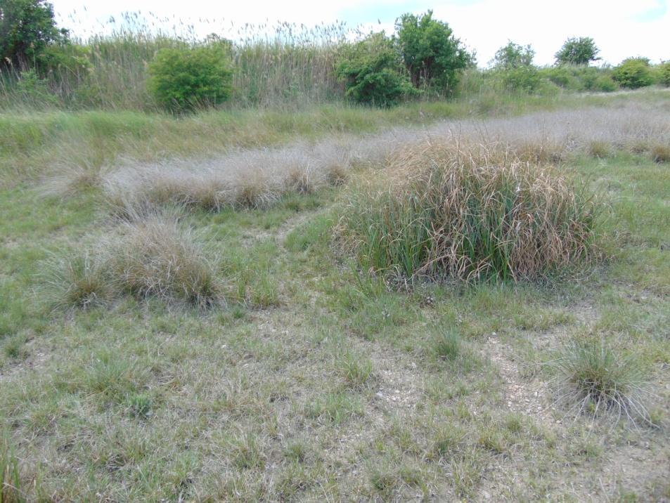terület nyugati részénél elhagyott udvar található, alapvetően gyomfajokkal: betyárkóró (Conyza canadensis), csomós ebír (Dactylis