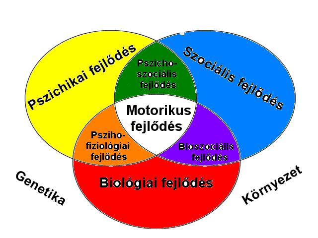 A MOZGÁS JELENTŐSÉGE A személyiség alakulásában központi szerepe van a motorikának, ami mással nem pótolható hatást gyakorol a gyermek biológiai érésére, pszichés tulajdonságainak alakulásaira,