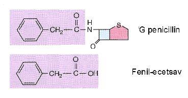A penicillin fermentáció lefutása 16 Prekurzor Olyan kémiai szintézissel előállított vegyület, amit