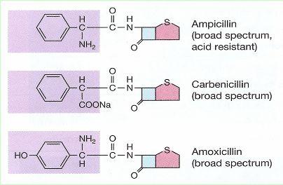 Félszintetikus penicillinek 19 A penicillin hatásmechanizmusa: szerkezetanalógián alapul D-Ala-D-Ala penicillin Irreverzibilisen kapcsolódik egy enzim kötőhelyéhez a sejtfal-szintézis leáll a sejt