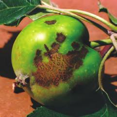 A következôkben az alma termésûek szinte minden növény-egészségügyi problé májára nyújtunk megoldást.
