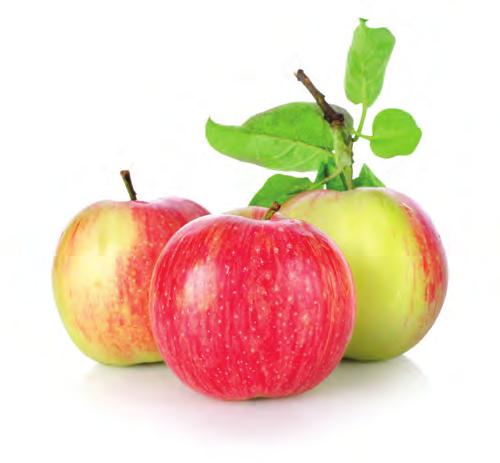 Az alma és a körte védelme rovarkártevôk elleni védelem Az alma és a körte védelme rovarkártevôk elleni védelem ROVARKÁRTEVÔK ELLENI VÉDELEM ROVARKÁRTEVÔK ELLENI VÉDELEM Összességében az itt leírt