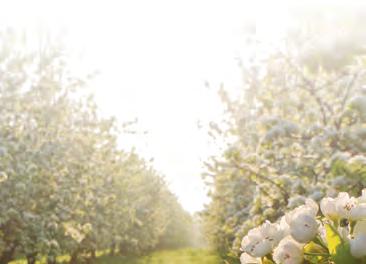 A meggy és a cseresznye védelme gombabetegségek elleni védelem A meggy és a cseresznye védelme rovarkártevôk elleni védelem GOMBABETEGSÉGEK ELLENI