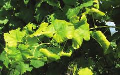 A fakadás után végzett kezeléskor védôlemez használata javasolt, mert a tôkék zöld részei is felvehetik a gyomirtó szert.