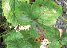 A szamóca védelme Gombabetegségek elleni védelem A szamóca termesztésének elengedhetetlen feltétele, hogy mind a levélbetegségek, mind a virág pusztulását és a termés rothadását okozó szürkepenész
