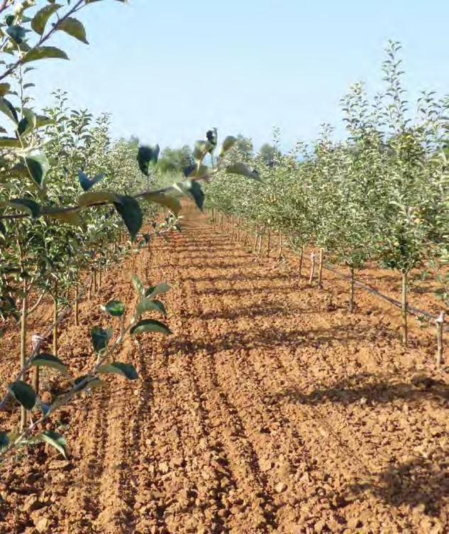 ALMATERMÉSûEK GONDOZÁSA AZ ALMA VÉDELME Az alma növényvédelme és az egészséges gyümölcs iránti piaci elvárások miatt integrált szemléletet igényel.