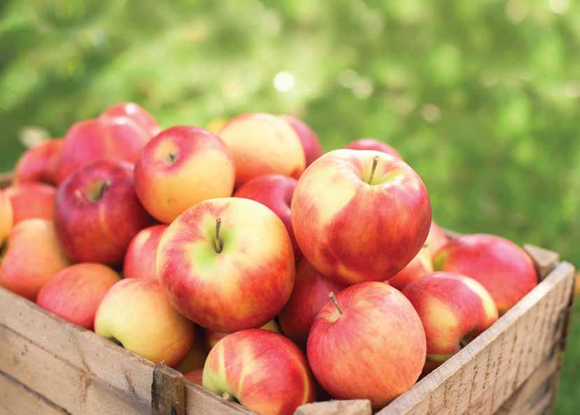 Gyümölcsfejlôdéstôl betakarításig A szürethez közeledve a legfontosabb dolog az almatermesztôknek az egészséges kártevô és kórokozó mentes gyümölcs betakarítása.