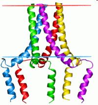 A foszfolambán (PLN) szerepe Homopentamer fehérje A SERCA endogén inhibitora A SERCA működést regulálja, nemcsak