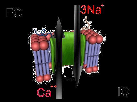 potenciál) Külső és belső Na-ion koncentrációk (E Na ) (elsősorban kóros körülmények között) Külső és belső Ca-ion