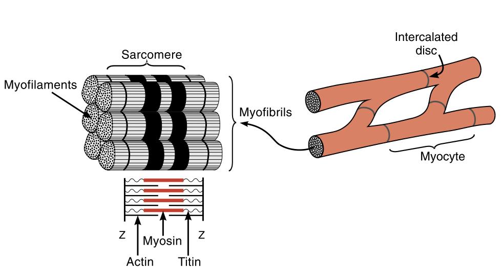 Átmérő: 100 X 25 µm A sejtek funkcionális szincíciumot alkotnak.