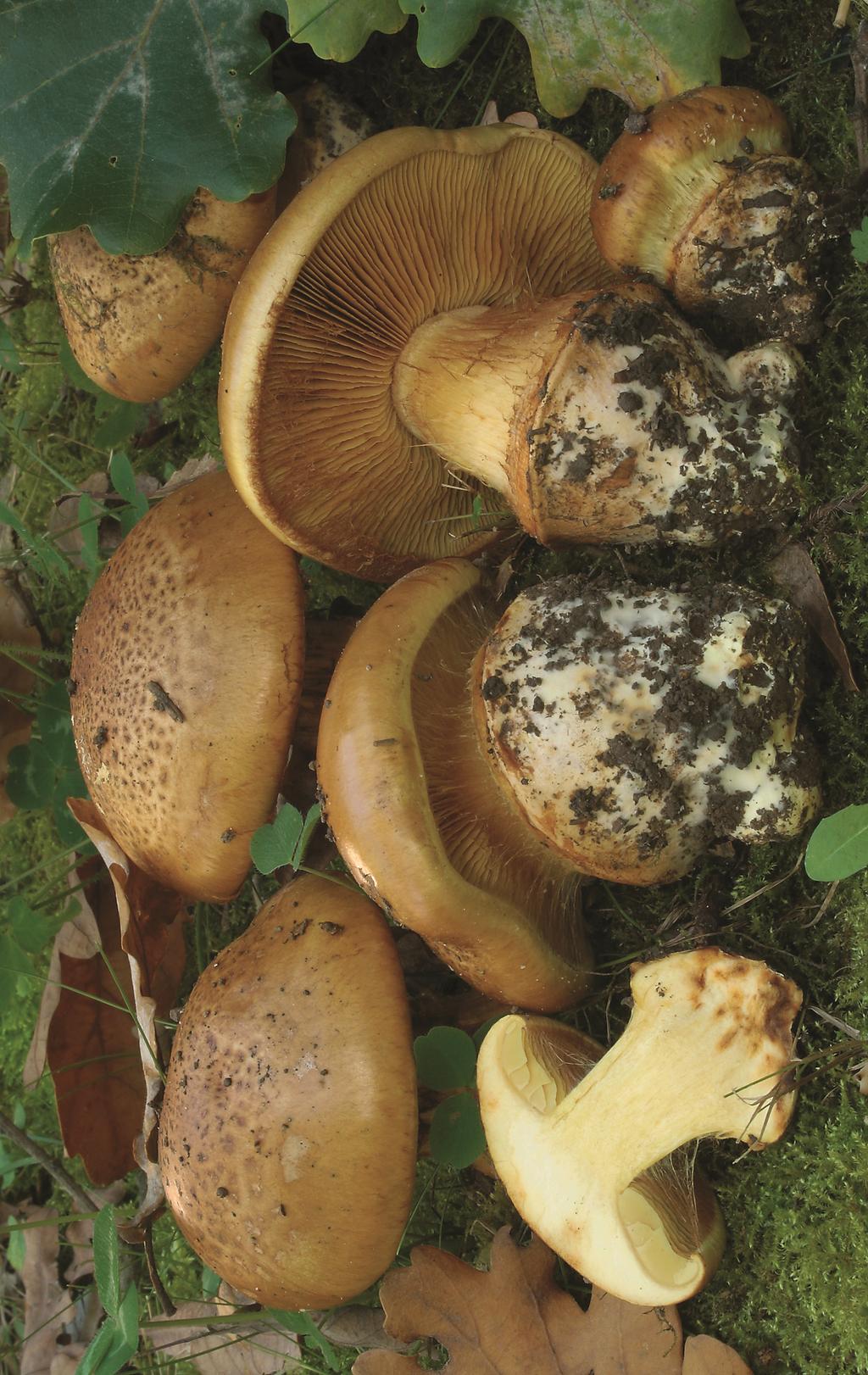 Cortinarius quercilicis (Chevassut et Rob.