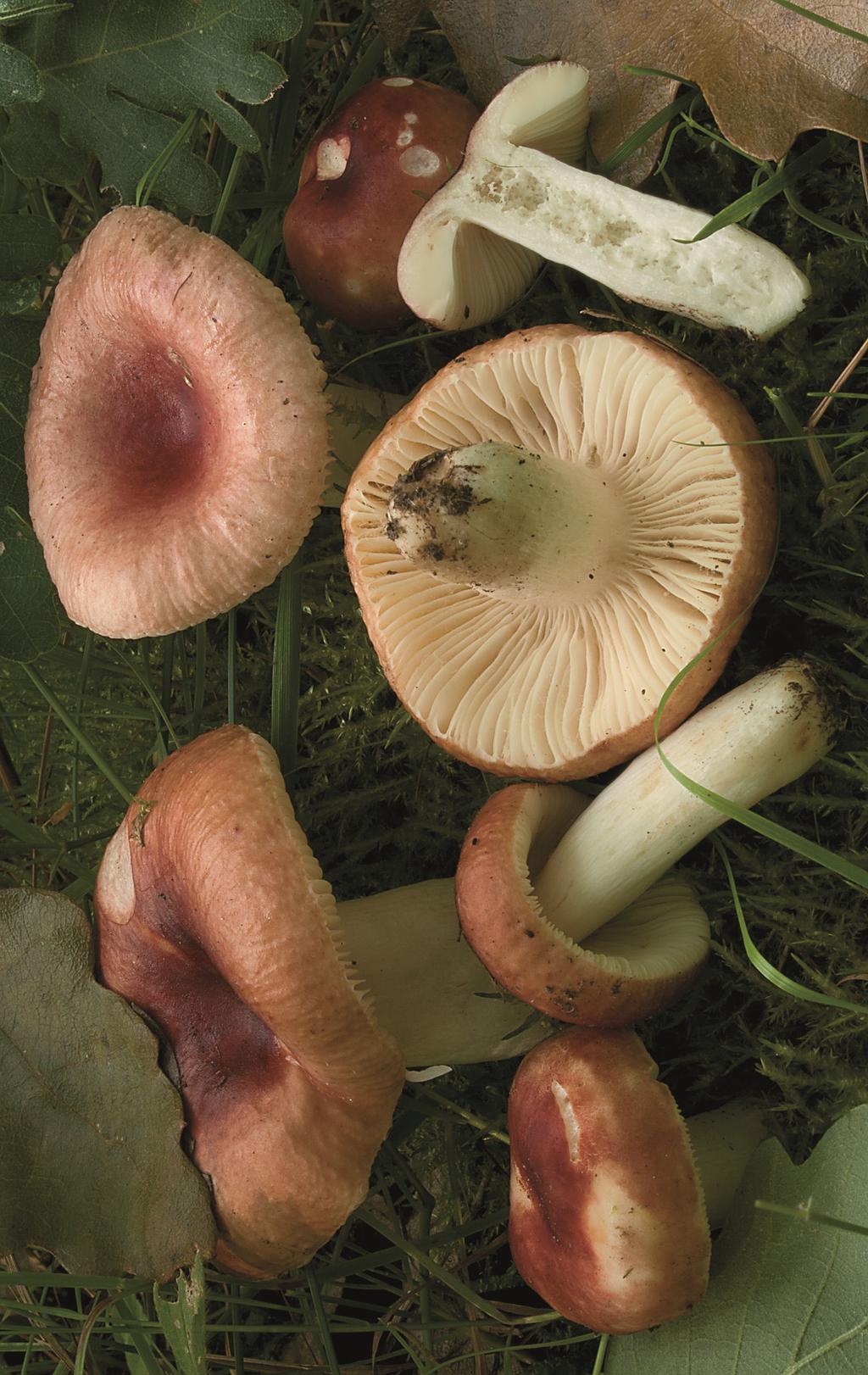 Russula lutensis