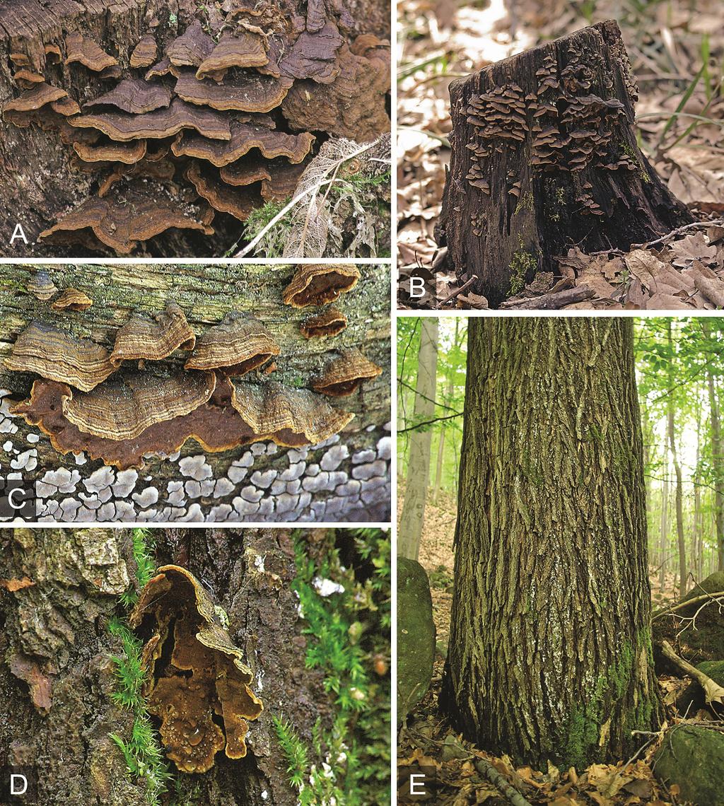 Corticioid basidiomycetes of Hungary I. The genus Hymenochaete 53 Fig. 3. A) Basidiocarps of H. rubiginosa, B) basidiocarps of H. rubiginosa on Quercus trunk, C) basidiocarps of H.