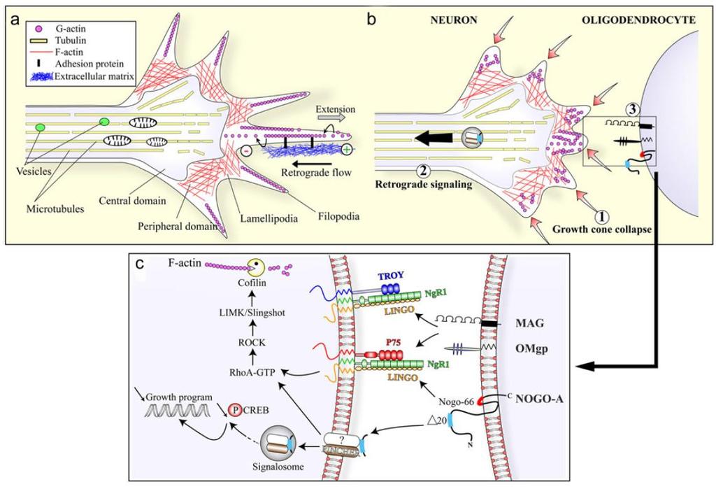 Nogo-A Miért nem regenerálódnak a CNS axonok? - főleg idegrendszerben expresszálódik 1. korai neuroblasztok, radiálisan és tangeciálisan vándorló neuronok 2.