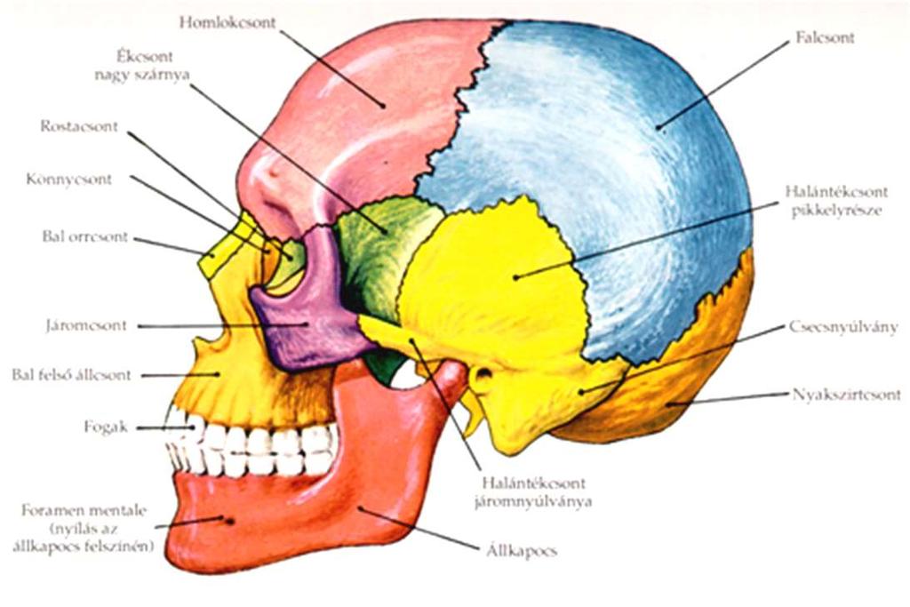 A koponyán nyakszirtcsonton - egy nagyobb nyílás az öreglyuk