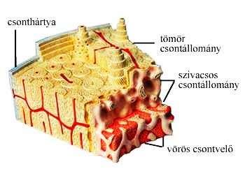 Velőüreg, a csöves csontok középső, üreges szakasza, sárgacsontvelő található benne, amely sárga zsírszövet.