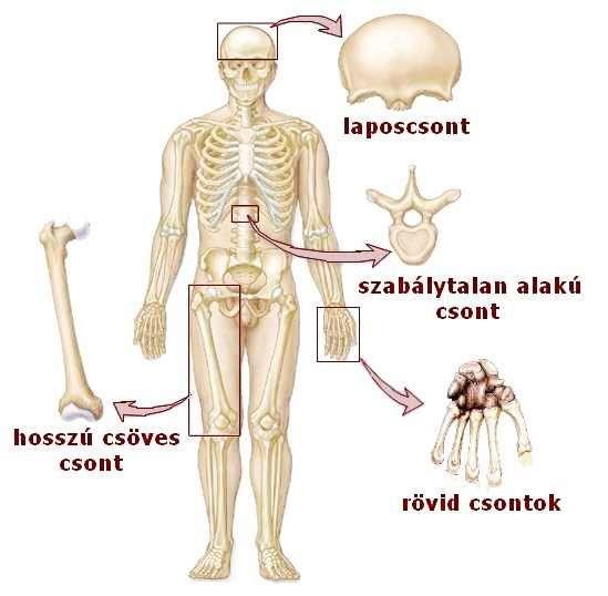 a csigolyák testei, a kéz- (8) és lábtőcsontok (7). 4. Szabálytalan alakú, légtartalmú csontok Arckoponya csontok, csigolyák.